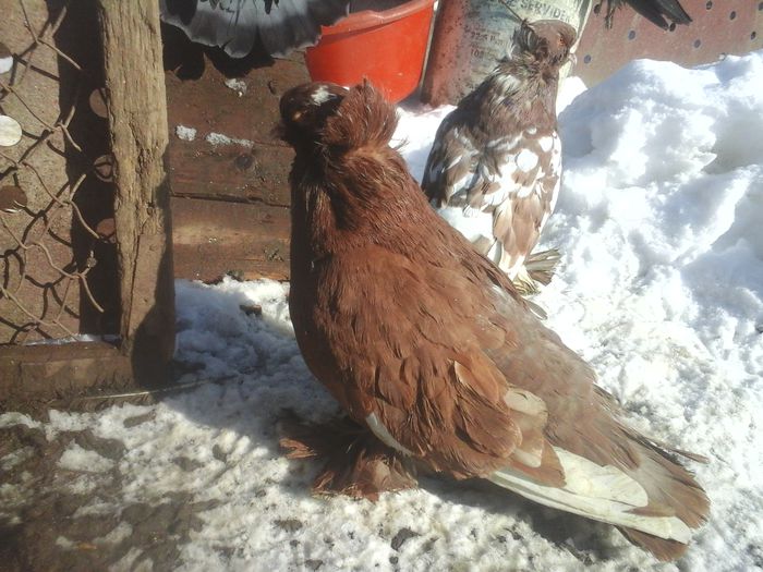 20150209_115555 - urias si incaltati cu mot