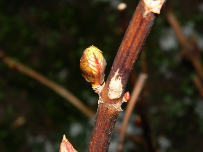 DSCN1664 - 2015_FEBRUARIE