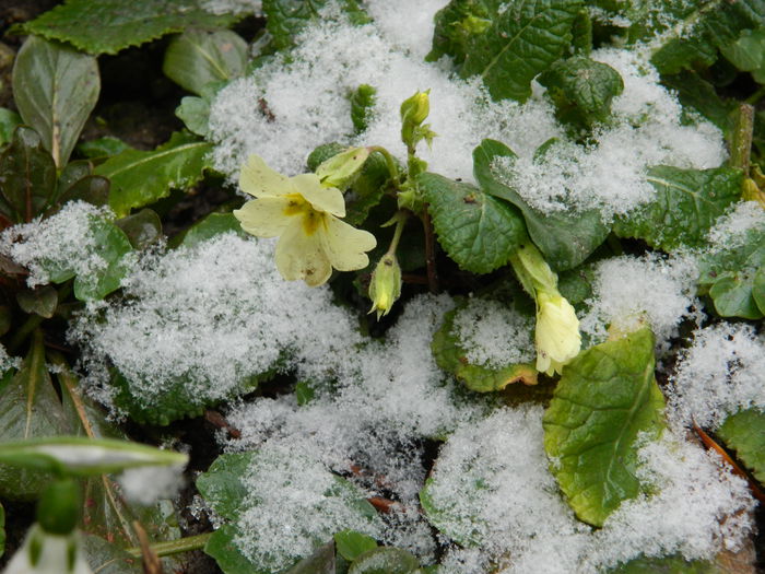 DSCN1667 - 2015_FEBRUARIE