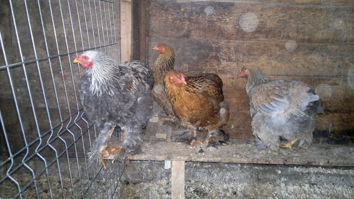 cocosul este de vanzare