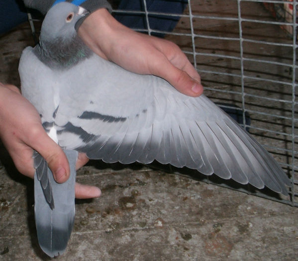 APDC2401 - 2015-Matca