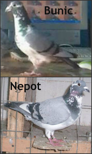 Collage; Bunicul-campion national demifond 2008 Fcpr-Malescu Tanase
