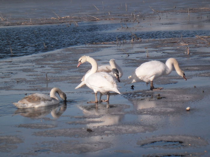 SAM_9193 - LEBEDE PE ARANCA