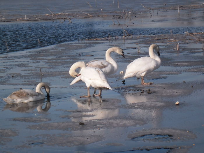 SAM_9194 - LEBEDE PE ARANCA