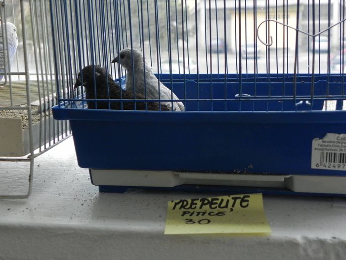 10964946_1553577958237903_556876294_o - Copy