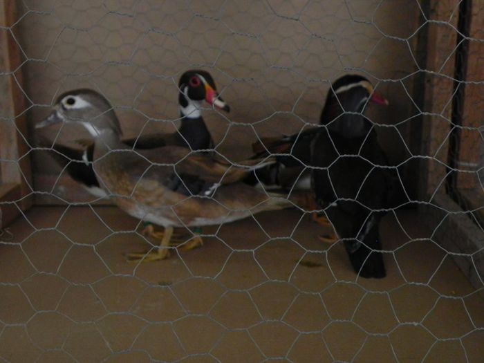 10964982_1553577854904580_1240673789_o - Copy