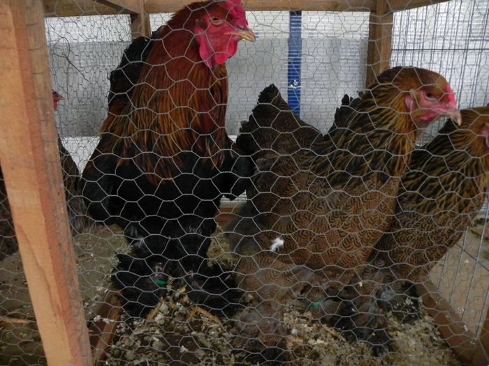 10968754_1553577308237968_827212858_o