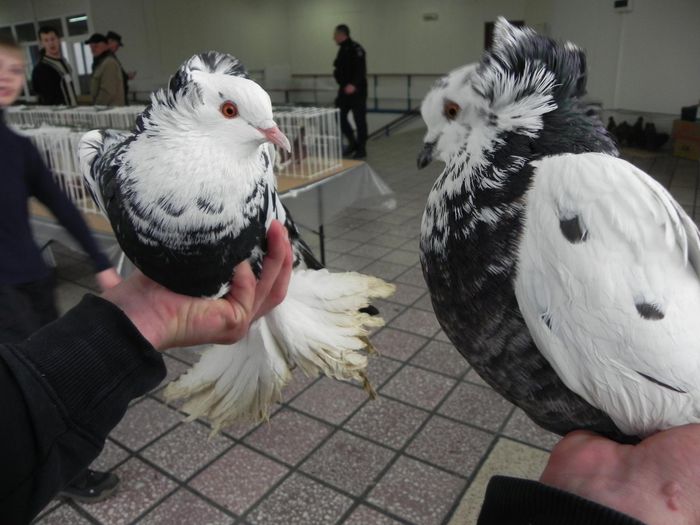 10969119_1553580491570983_677281430_o