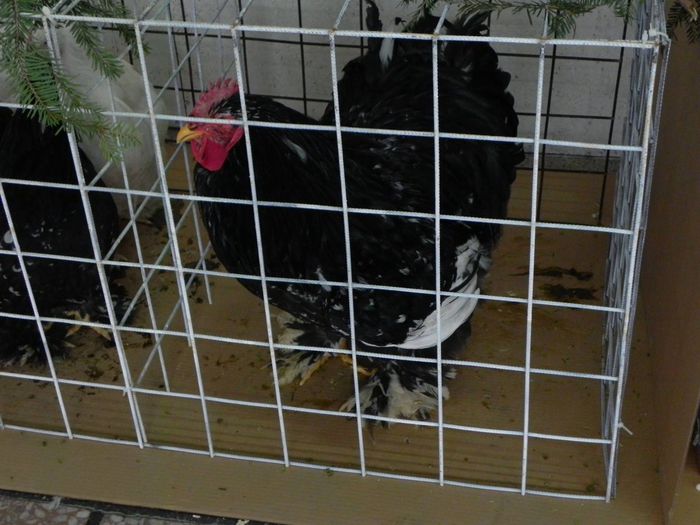 10969207_1553577928237906_1650351888_o