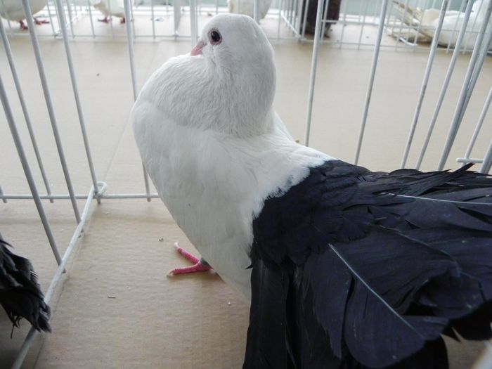 10969249_1553577268237972_941285627_o