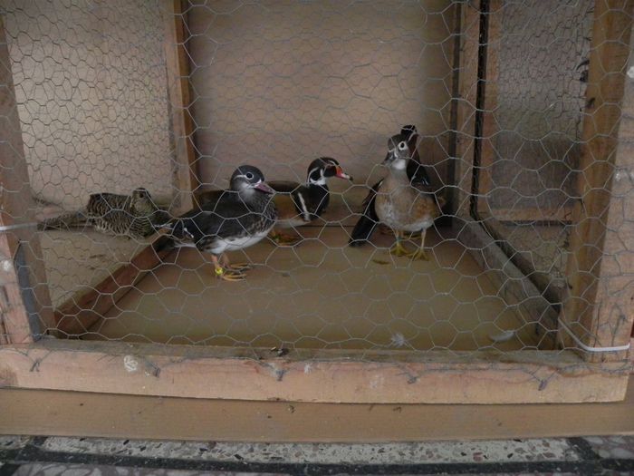 10969293_1553577874904578_393649147_o