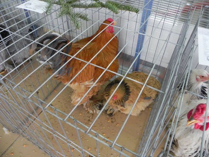 10970136_1553577304904635_1143062012_o