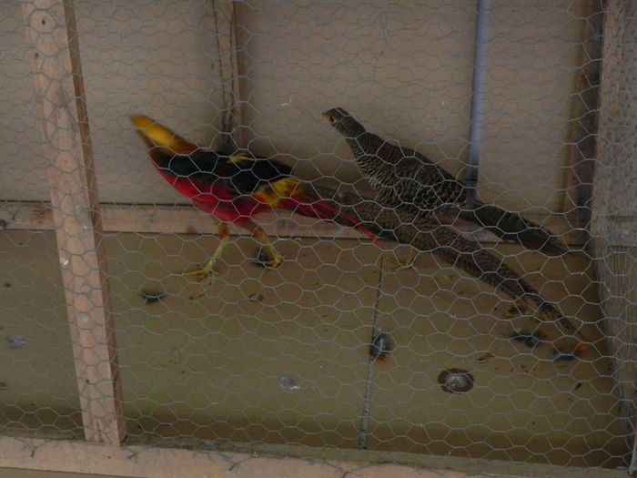 10970312_1553577894904576_694144961_o