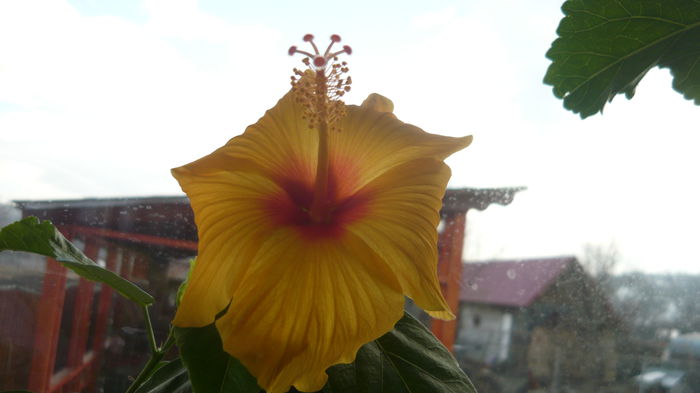 008 - Hibiscus 2015