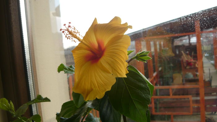009 - Hibiscus 2015