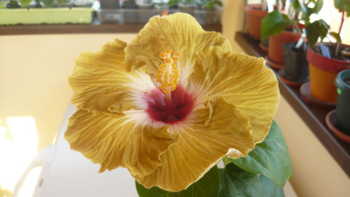 013 - Hibiscus 2015
