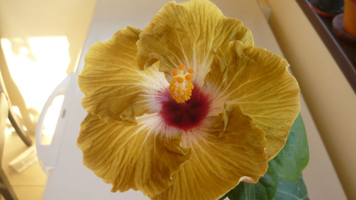 014 - Hibiscus 2015