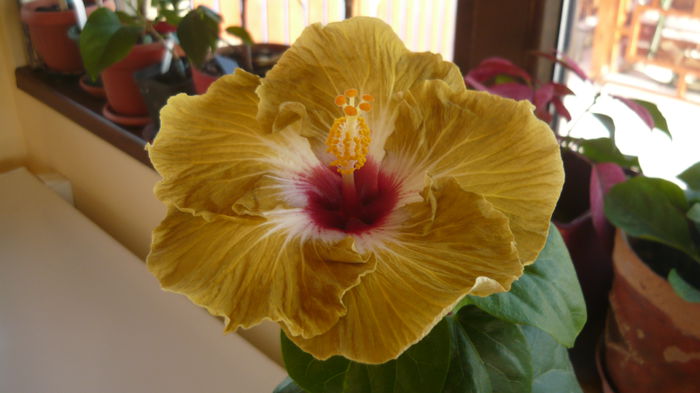 017 - Hibiscus 2015