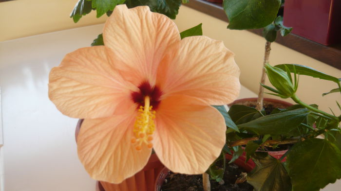 019 - Hibiscus 2015