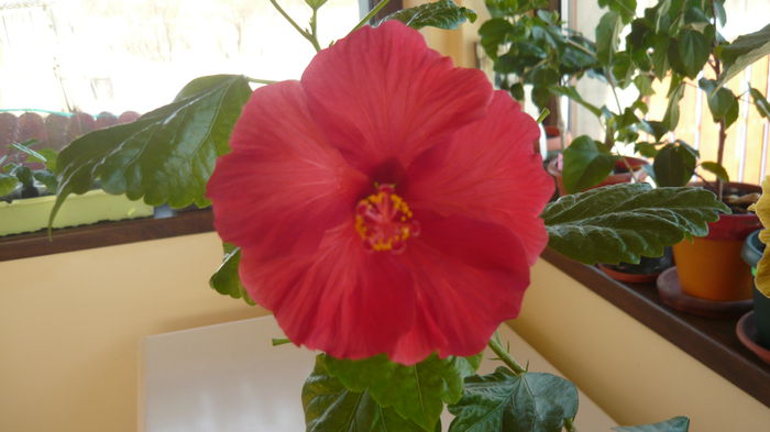 021 - Hibiscus 2015