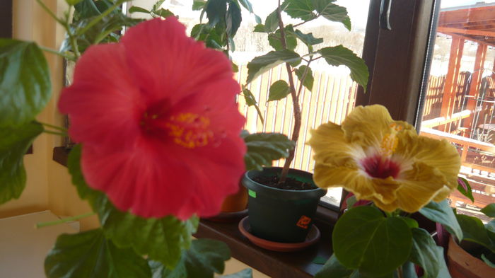022 - Hibiscus 2015