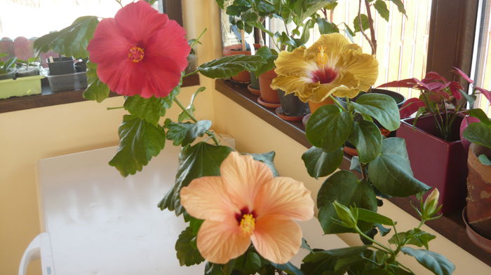 023 - Hibiscus 2015
