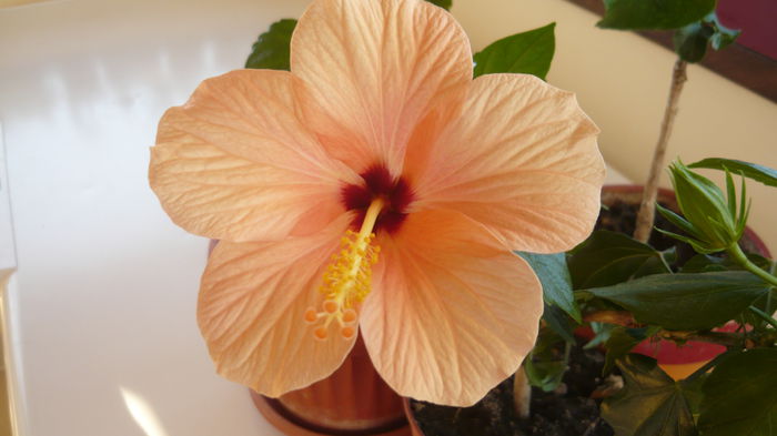 024 - Hibiscus 2015