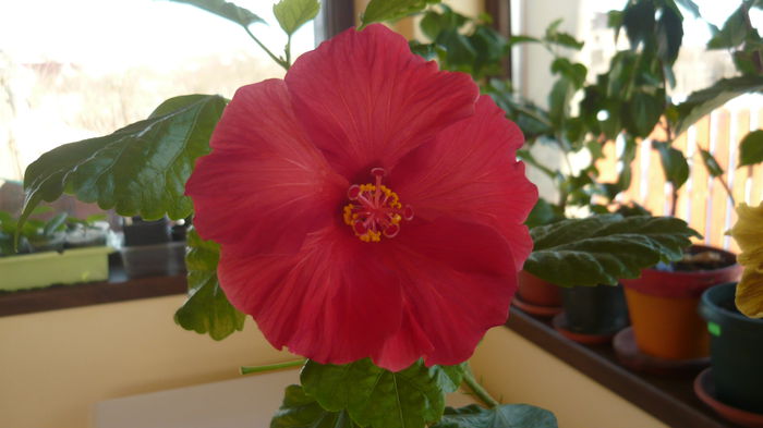 027 - Hibiscus 2015