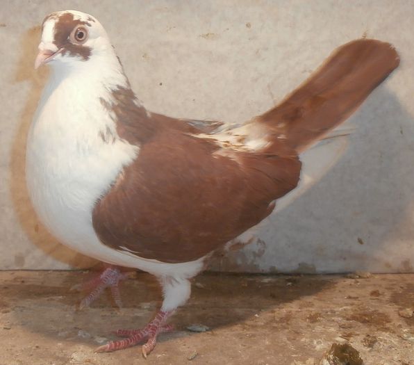 Data in Ploiesti la Teodor