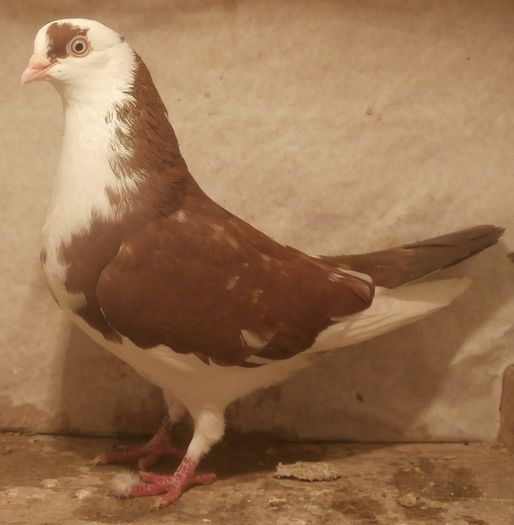 Data in Ploiesti la Teodor Data in Ploiesti la Teodor