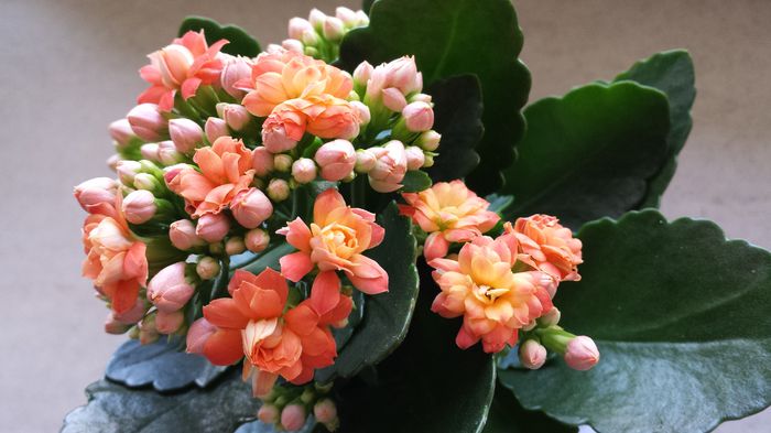 7 Kalanchoe blossfeldiana