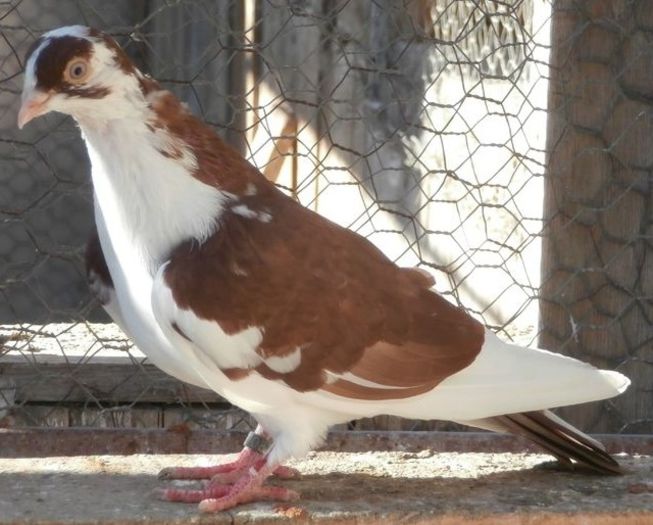 Dat in Ploiesti la Teodor Dat in Ploiesti la Teodor