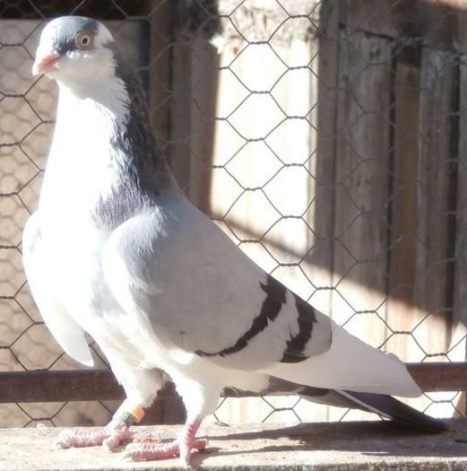 Dat in Ploiesti la Teodor Dat in Ploiesti la Teodor