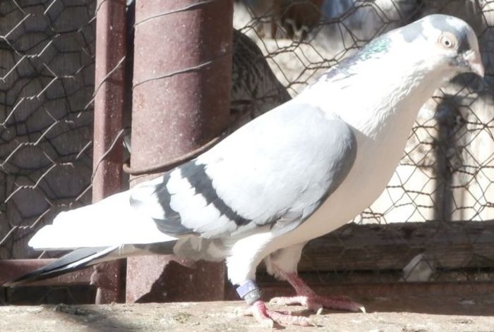 Dat in Ploiesti la Teodor Dat in Ploiesti la Teodor