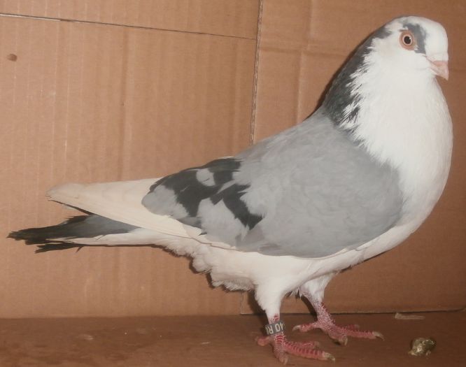 Dat in Ploiesti la Teodor Dat in Ploiesti la Teodor