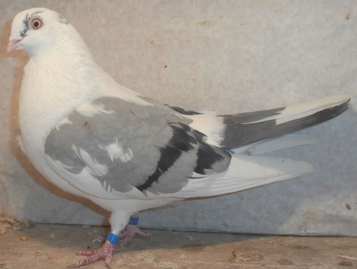 Data in Ploiesti la Teodor Data in Ploiesti la Teodor