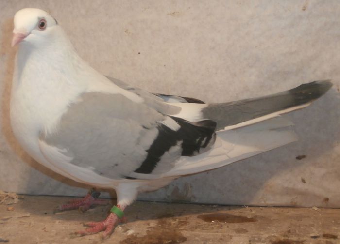 Data in Ploiesti la Teodor Data in Ploiesti la Teodor