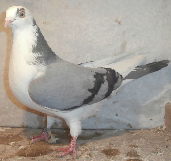 Data in Ploiesti la Teodor Data in Ploiesti la Teodor