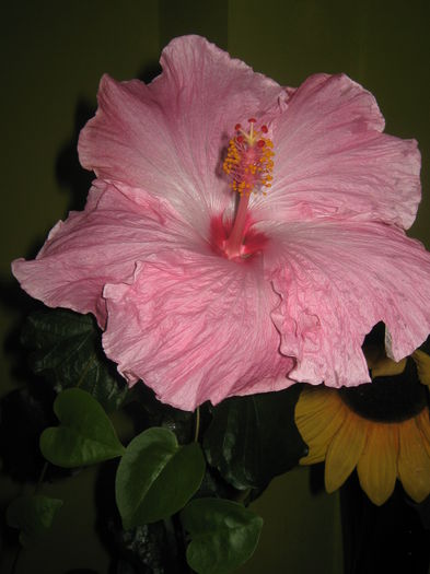 Picture My plants 2268 - HIBISCUS ALICE WOLFE