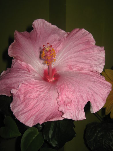 Picture My plants 2270 - HIBISCUS ALICE WOLFE