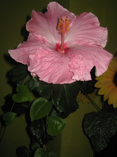 Picture My plants 2272 - HIBISCUS ALICE WOLFE