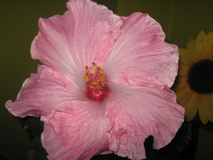Picture My plants 2273 - HIBISCUS ALICE WOLFE