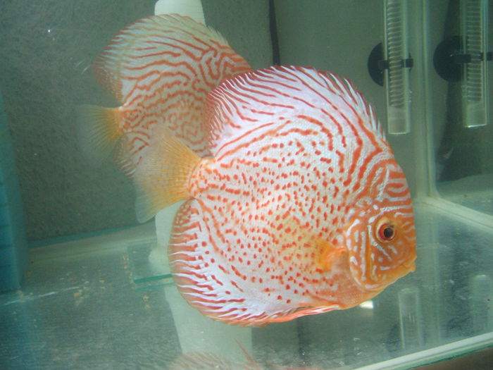 Pereche albino leopard - My Discus fish