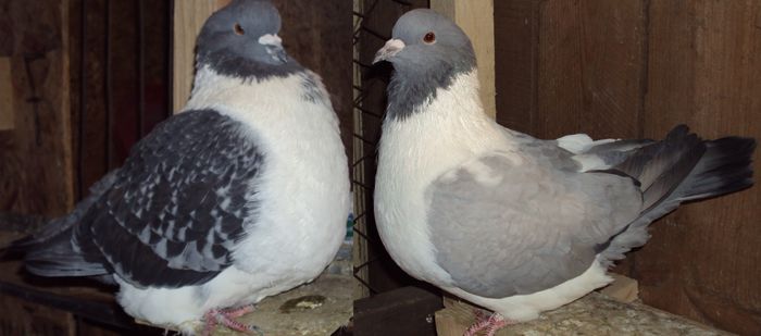 Vanduti-DOAR IN PERECHE