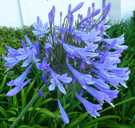 Agapanthus_Blue - AGAPANTHUS