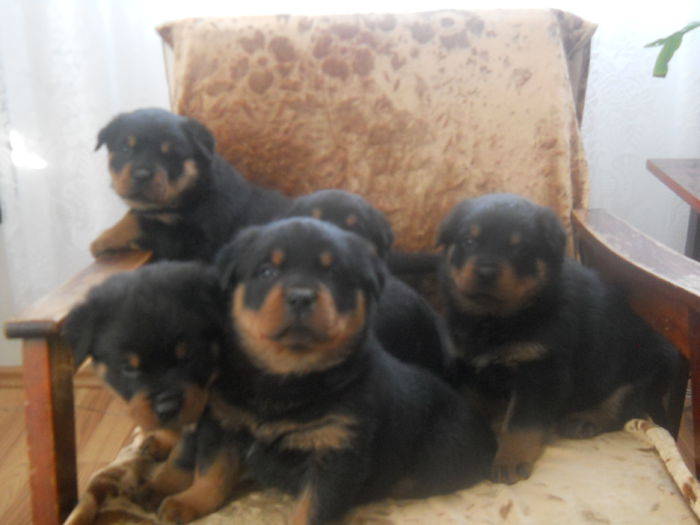 4 Femele si un mascul