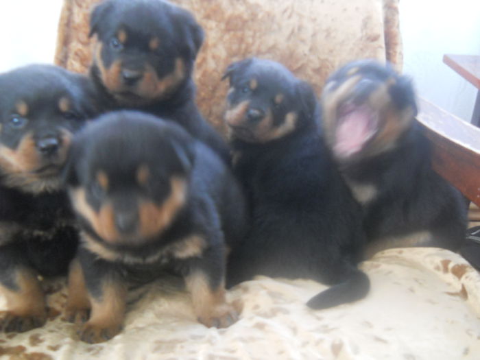 4 Femele si un mascul