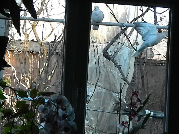 DSCN1877 - 2015_FEBRUARIE