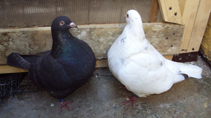 pereche 4 - 03_texan