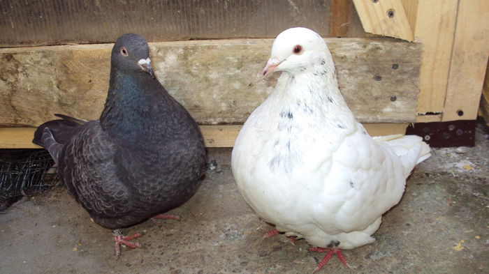 pereche 5 - 03_texan